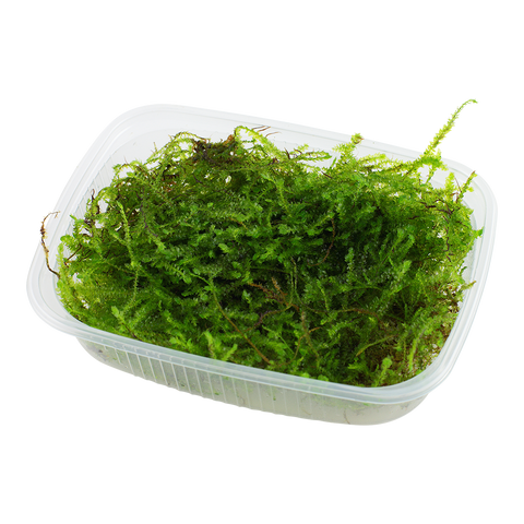 Java moss