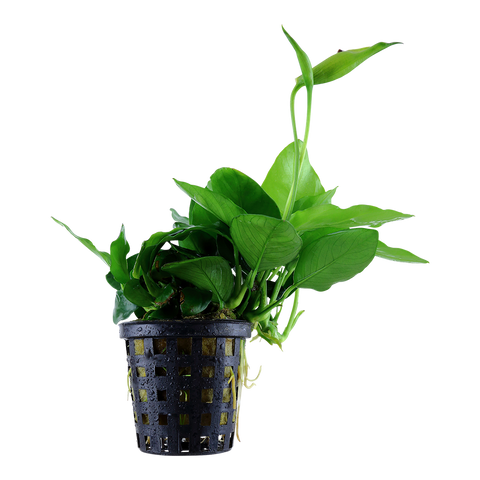 Anubias