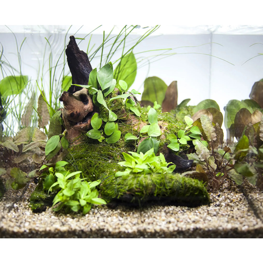  DOITOOL 1 Set Simulated Fish Tank Aquatic Plants Moss