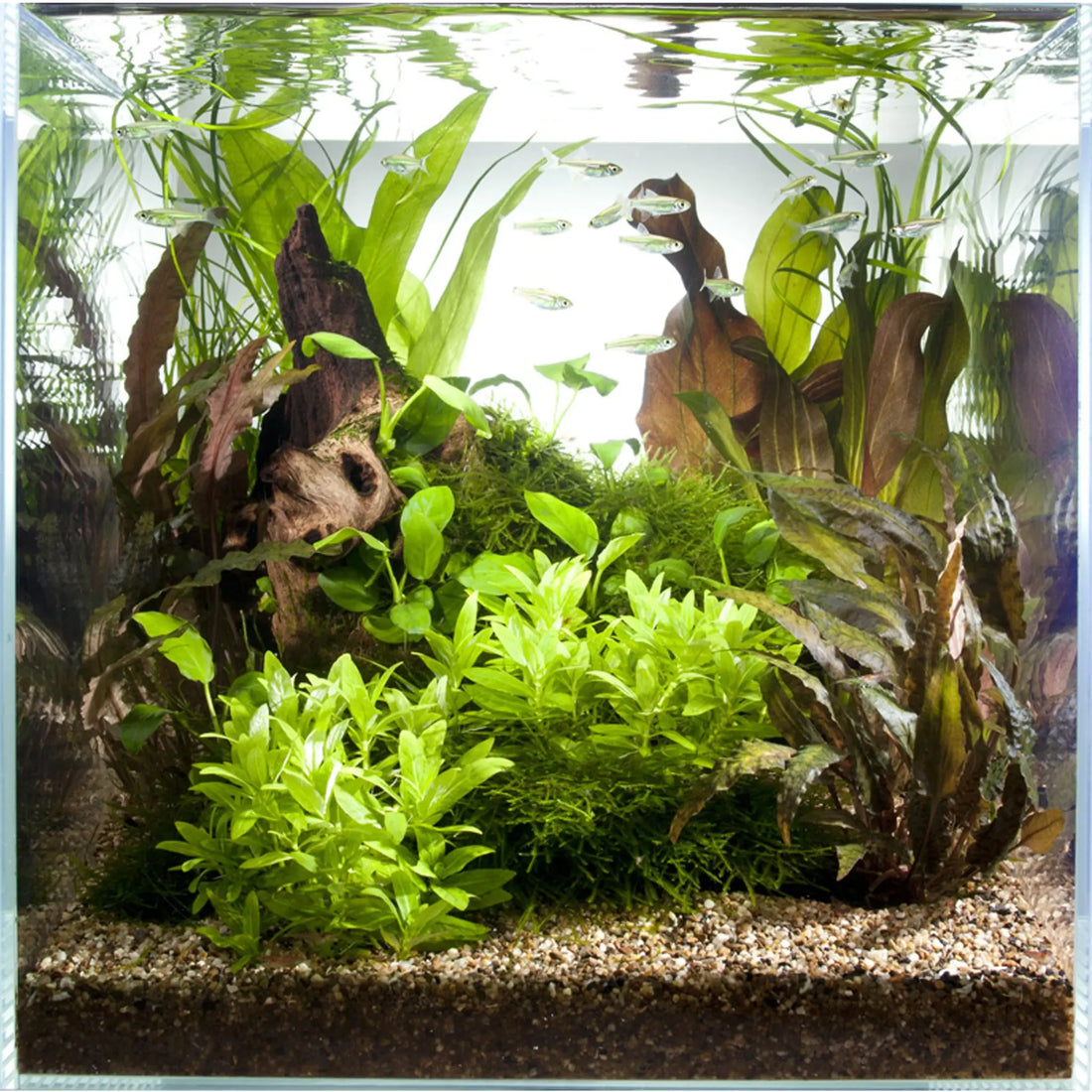 Aquarium Decor- Do's and Don'ts every aquarist should know - Bunnycart Blog