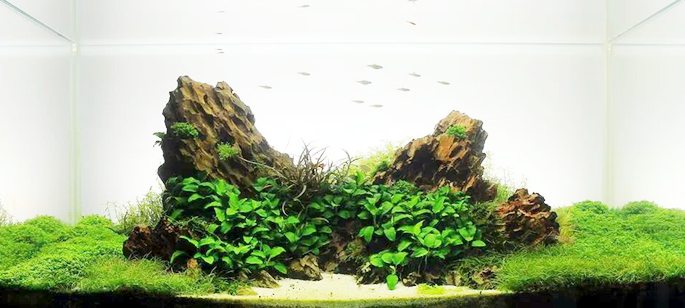 Aquascaping our way to health