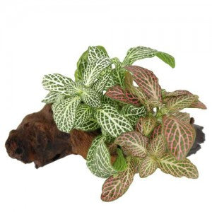 fittonia