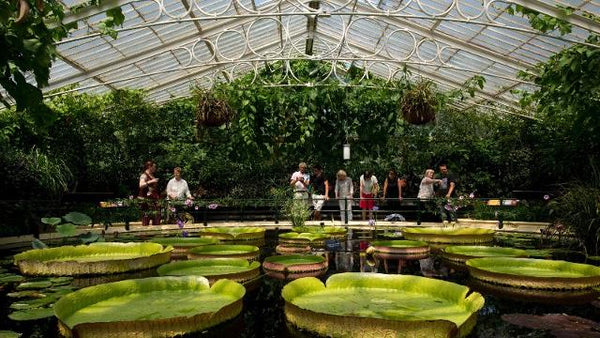 People standing in a large greenhouse surrounded by water lilies at Kew Gardens, an accessible garden.