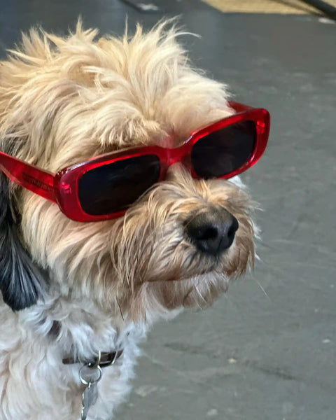 Chien mignon portant des lunettes de soleil Happy Hour rouges