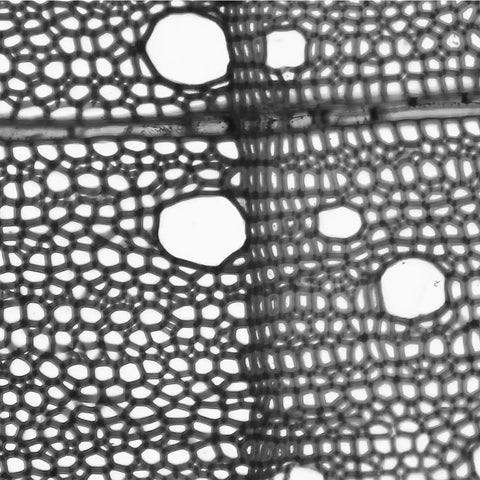 Maple Wood Under Microscope