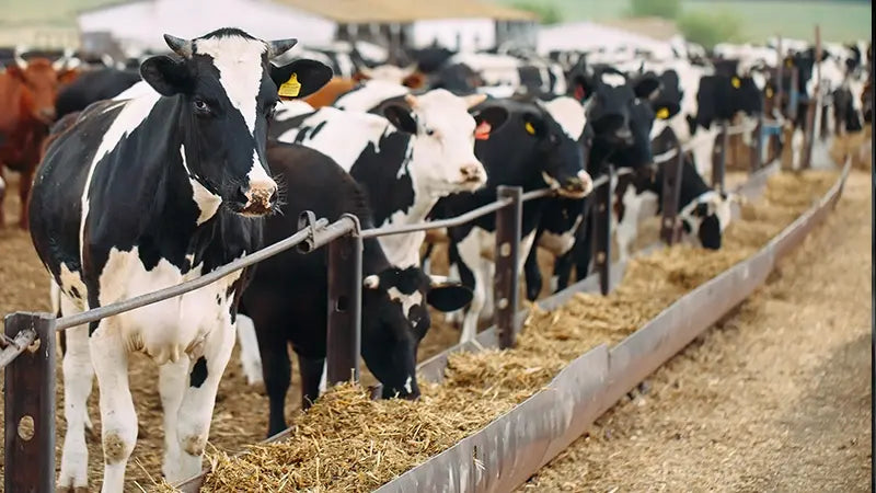 field of cows