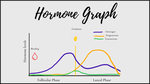 Menstrual Cycle Hormone Graph