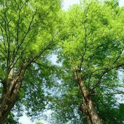 Tencel modal material beech trees