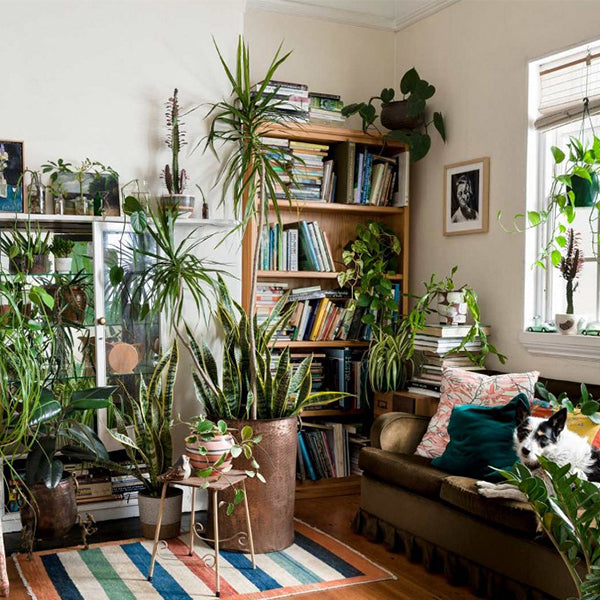 Potted Plants & Succulents for natural home decor