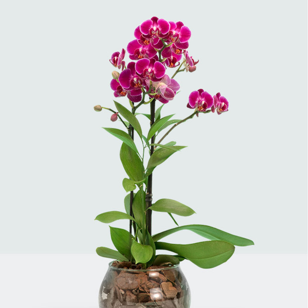 Mini Orquídea Stylish– I Love Flowers Br