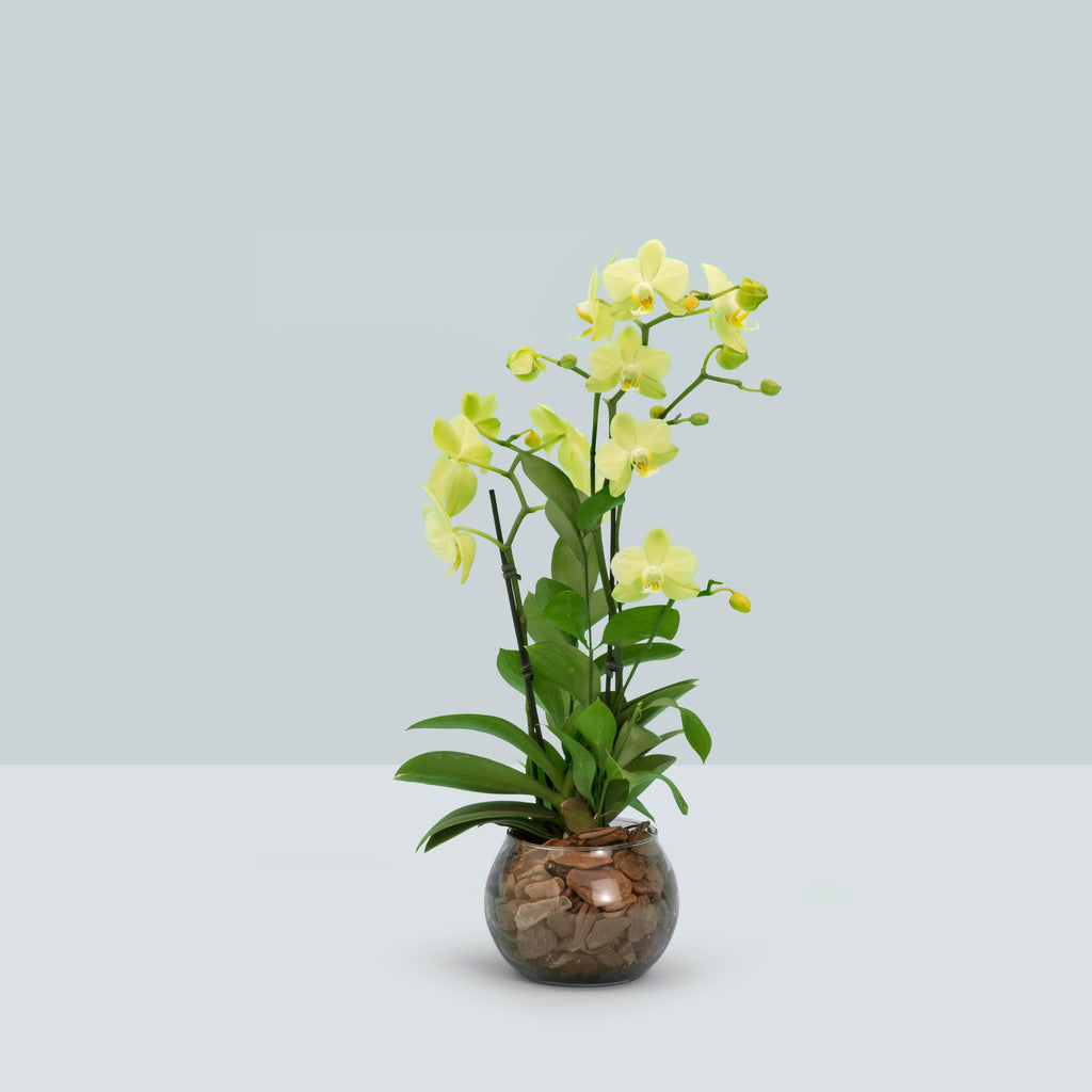 Mini Orquídea Nature– I Love Flowers Br