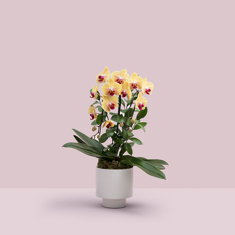 Orquídea Caring– I Love Flowers Br