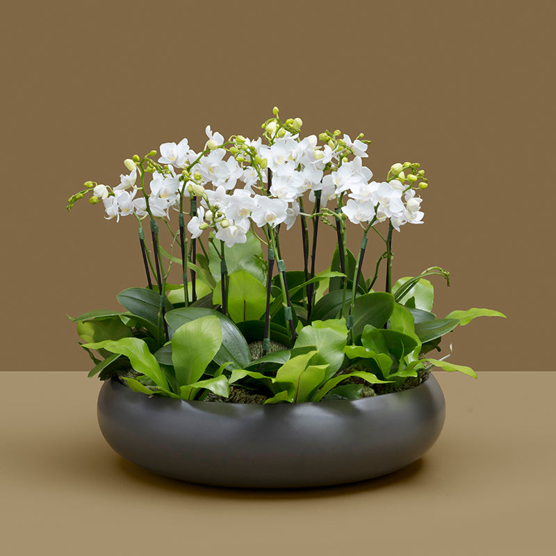 Mini Orquídea Powerful– I Love Flowers Br