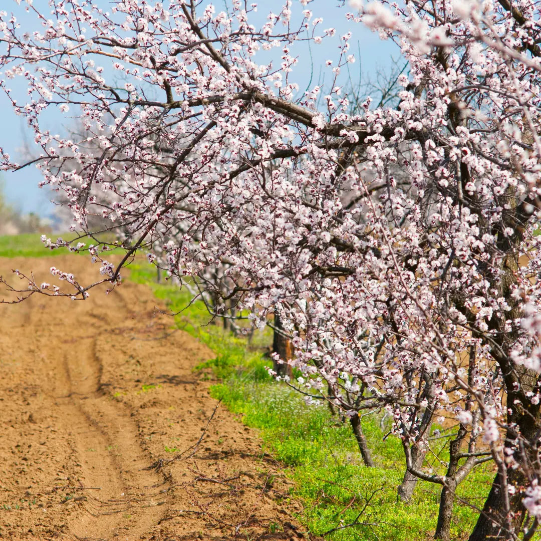 mandorlo di sicilia in fiore