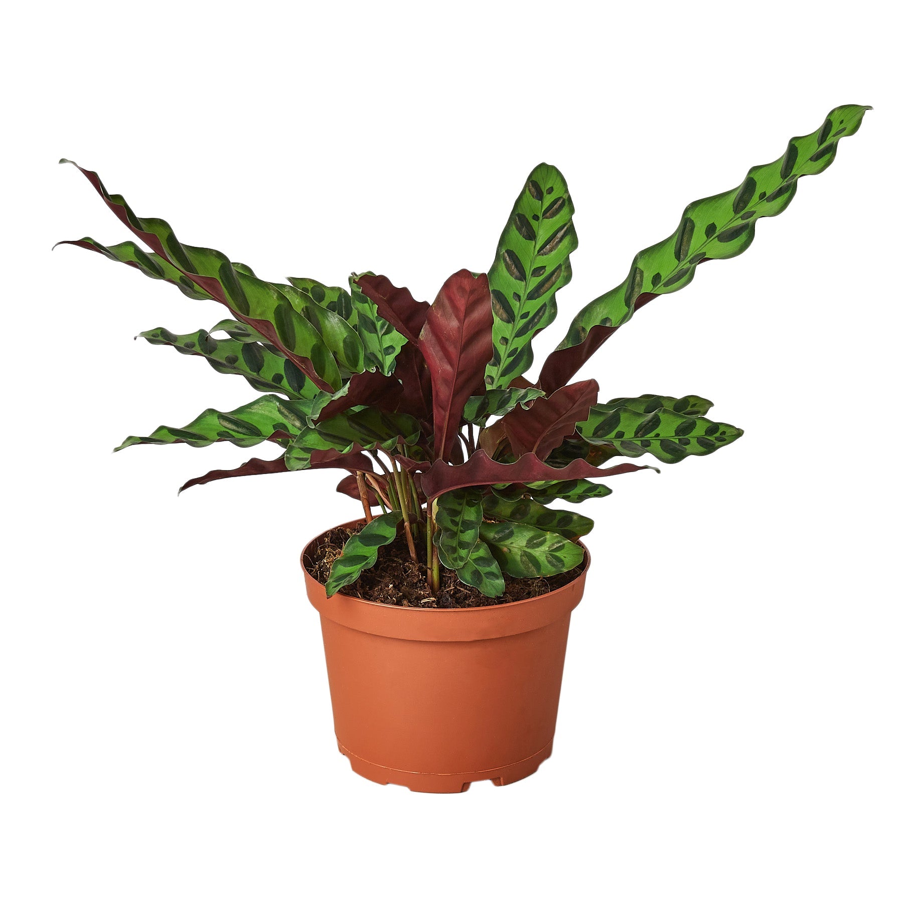 Calathea Lancifolia 'Rattlesnake' – House by the Side of the Road