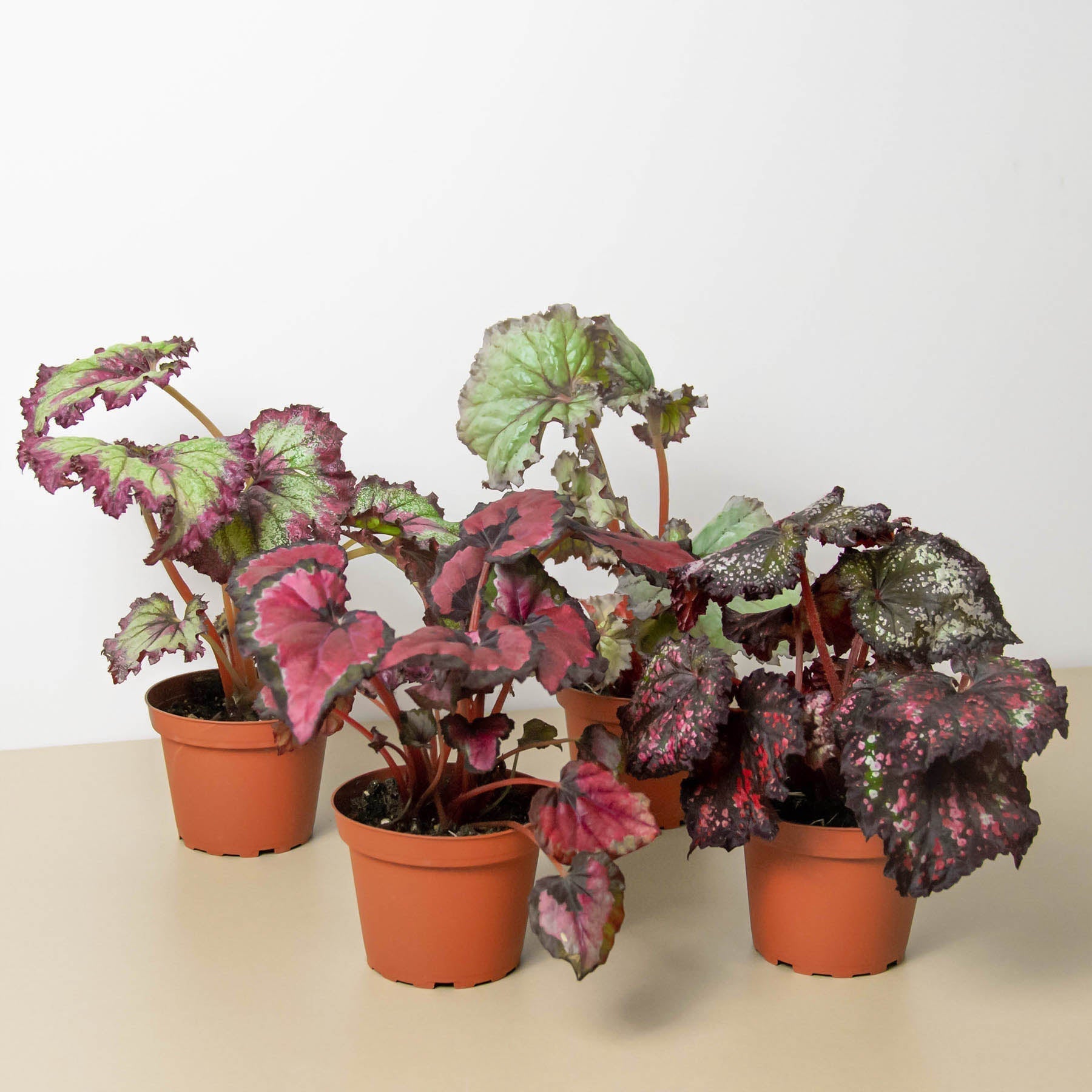 Begonia 'Rex' - 4 Pack Variety – House by the Side of the Road