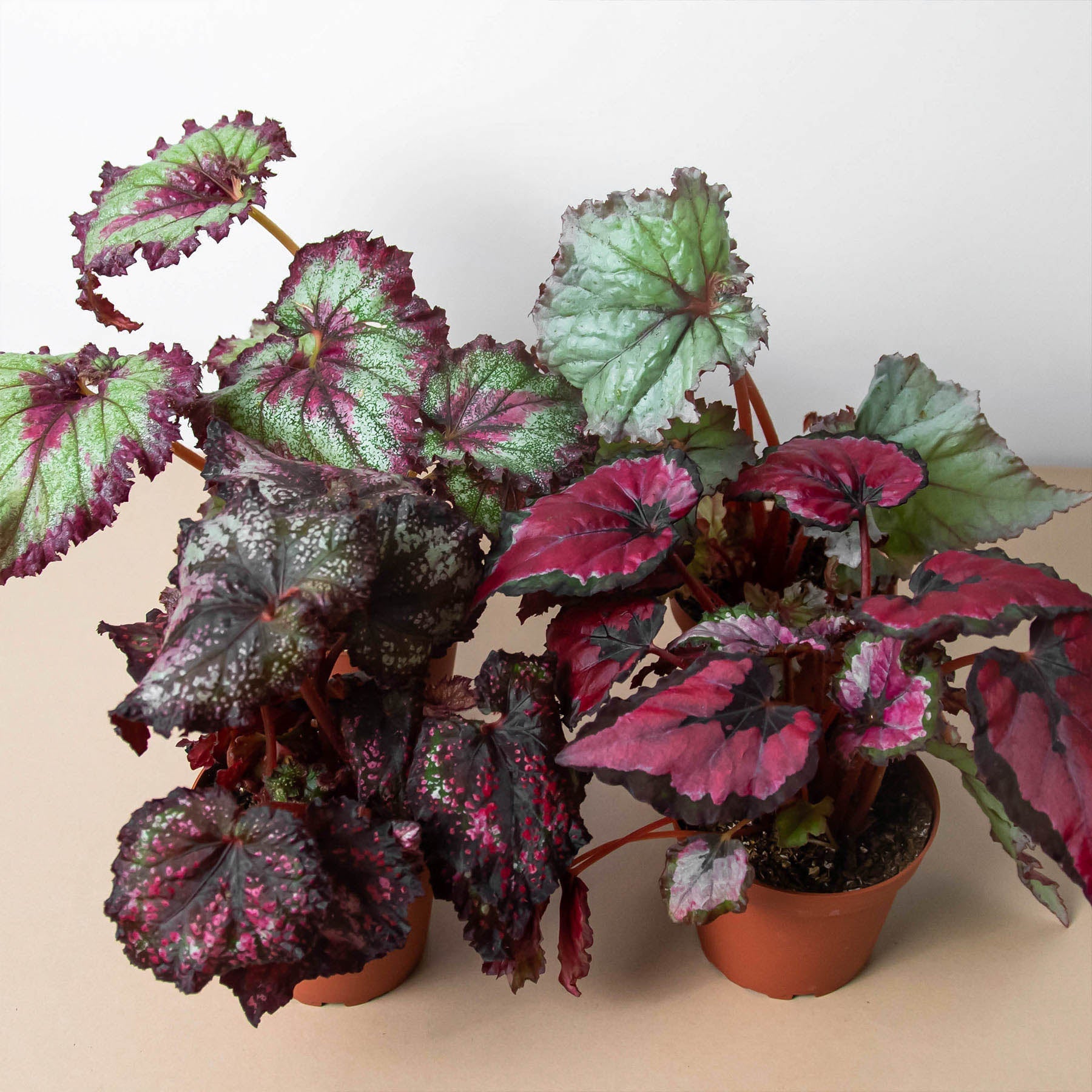 Begonia 'Rex' - 4 Pack Variety – House by the Side of the Road