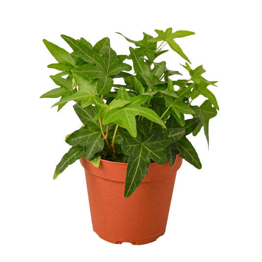 Hedera Eva White Green (Pot Size 13cm) - English Ivy - The Boma Garden  Centre
