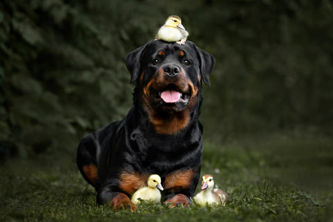 Rottweiler with chicks and ducklings