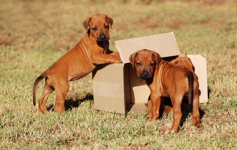 Photo 24168284 / Dog Cardboard Box © Anke Van Wyk | Dreamstime.com