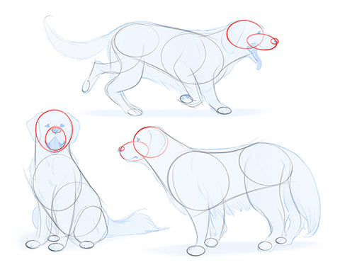 Comment dessiner des chiens