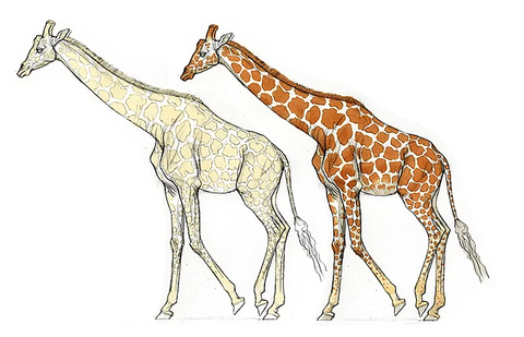 Comment dessiner des girafes.