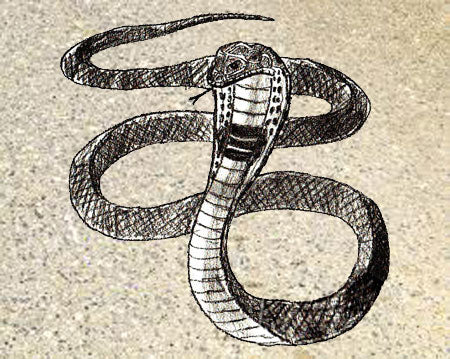 Comment dessiner un serpent facile