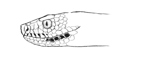 Comment dessiner un serpent facile