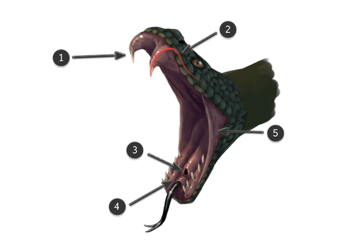 Comment dessiner un serpent facile