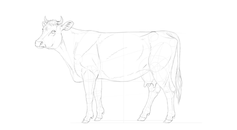 Comment dessiner une vache