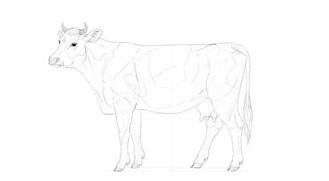 Comment dessiner une vache