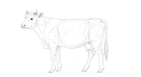 Comment dessiner une vache