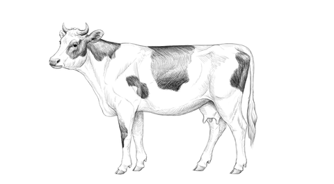 Comment dessiner une vache