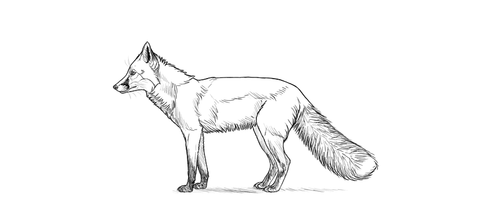 Comment dessiner un renard étape par étape