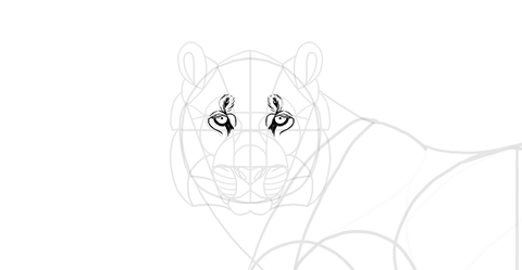 Comment dessiner un tigre