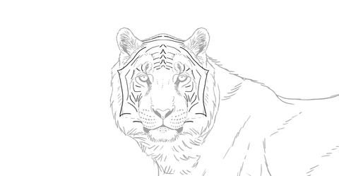 Comment dessiner un tigre