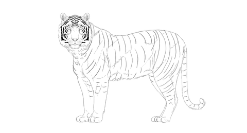 Comment dessiner un tigre