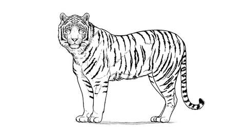 Comment dessiner un tigre