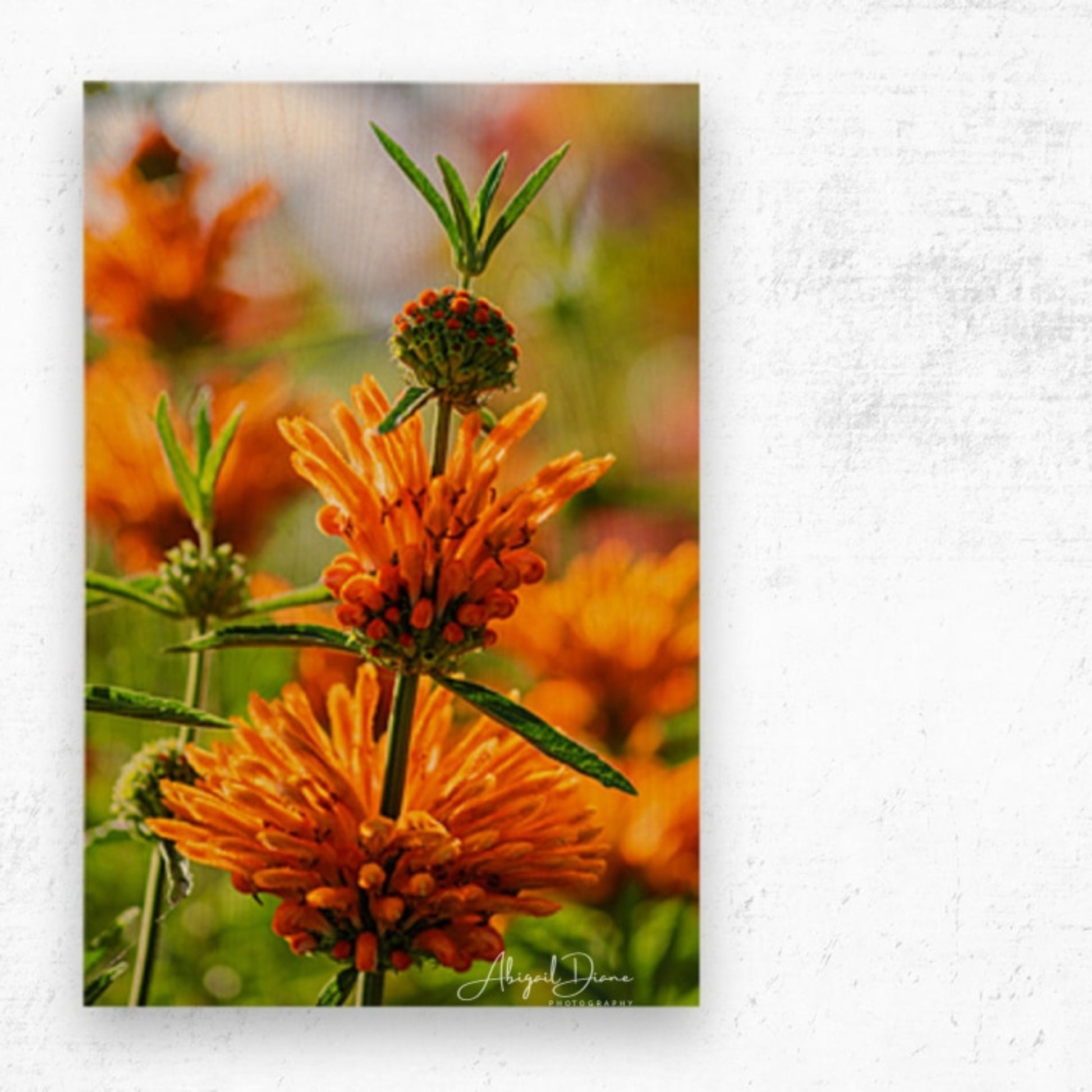 Lion's Tail, Orange Leonotis Leonurus Flower Posters, Prints, & Visual Artwork Abigail Diane Photography Wood Print 8x12inches (21x31cm) 