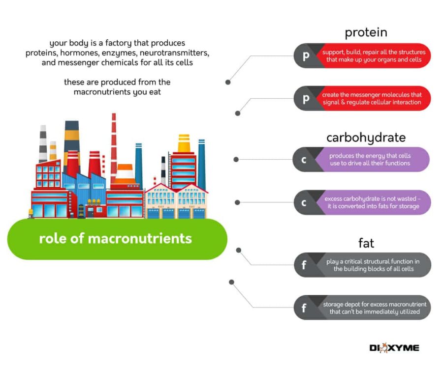 Bulking vs. Cutting: How to Do Each Successfully • Dioxyme