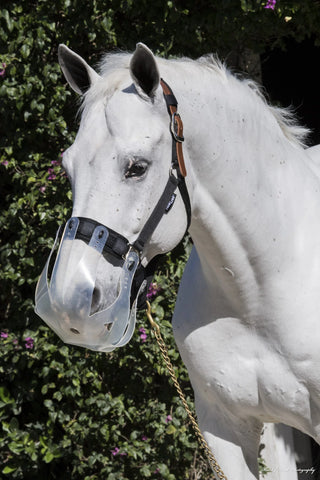 a horse with a grazing muzzle on