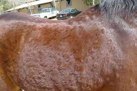 allergic dermatitis on a horse