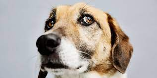 A dog with a worried expression and a bottle of hemp oil in the background