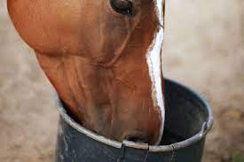 A horse eating wheat bran mash from a bucket