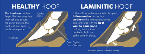 a images comparing a healthy versus a laminitic hoof