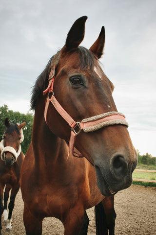a horse wearing a red halter