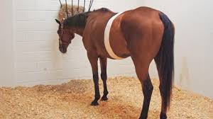 horse recovering in a vet clinic