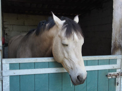 a horse asleep in a stable standing up