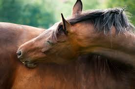 horse scratching itself