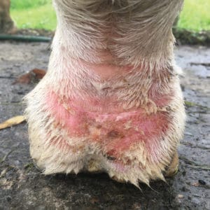 A horse with mud fever on its lower limbs